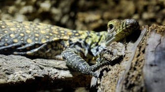 Endangered Komodo dragons hatch at zoo in Spain