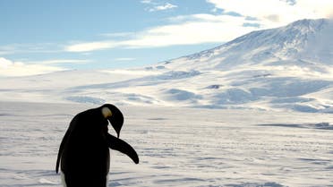 A foraging Emperor penguin preens on snow-covered sea ice around the base of the active volcano Mount Erebus, near McMurdo Station, the largest U.S. Science base in Antarctica, December 9, 2006. (File photo: Reuters)