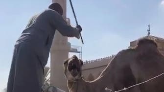 من سوق جمال الجيزة في مصر.. مشاهد مروعة لا تحتمل!