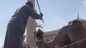 مصر: اہرام مارکیٹ میں جانوروں سے بدسلوکی  کے ہولناک مناظر