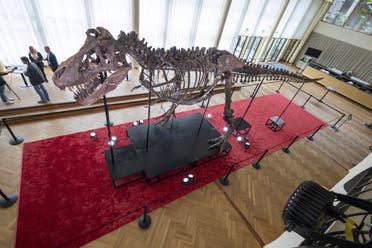 هيكل عظمي لديناصور تي ريكس (رويترز)
