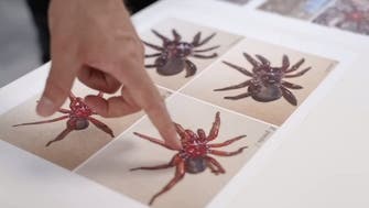 کشف عنکبوت غول‌آسا در استرالیا