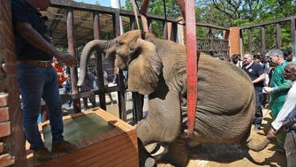 Foreign veterinarians save elephant at Pakistani zoo