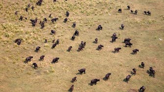 Buffaloes kill two in Botswana       