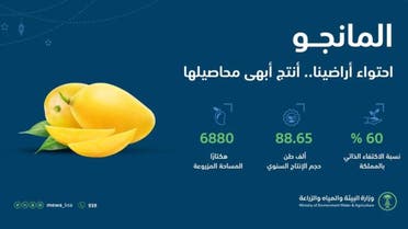 Local production of mangoes in Saudi Arabia exceeded 88.6 thousand tons annually