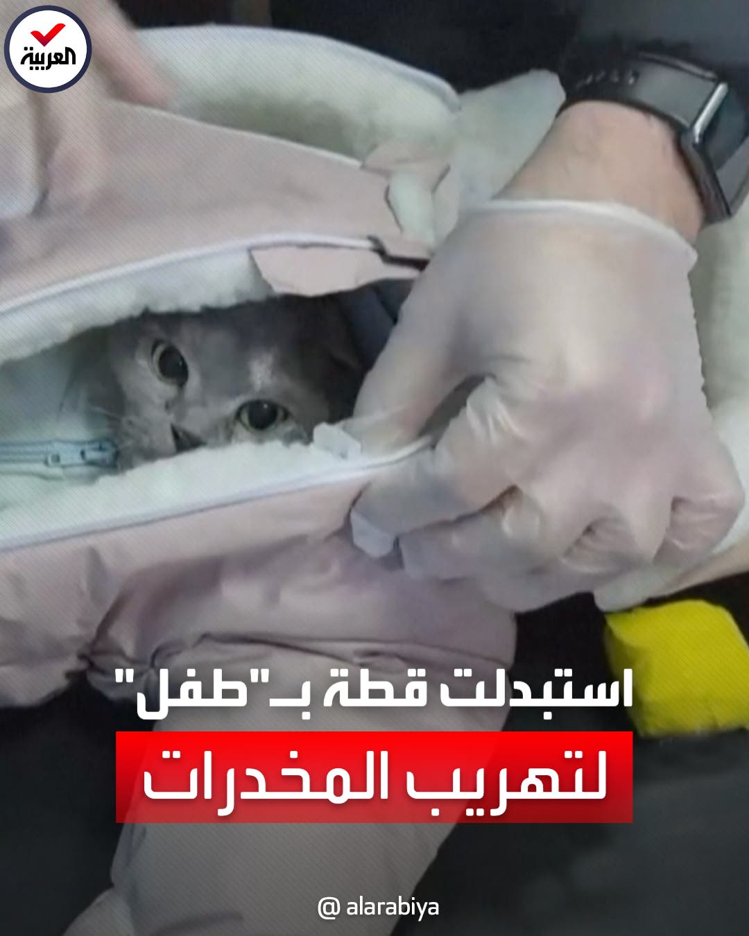 حيلة غريبة لتهريب المخدرات.. امرأة روسية تحمل قطة على أنها رضيعة حيلة غريبة لتهريب المخدرات.. امرأة روسية تحمل قطة على أنها رضيعة