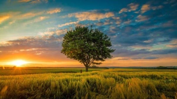 أمامك 15 ثانية فقط لتعثر على الكلب البري في الصورة!