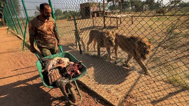 Male lions and female lionesses follow an animal keeper carrying food in a wheelbarrow from behind the fence of an enclosure at the Sudan Animal Rescue centre in al-Bageir, south of the capital Khartoum on February 28, 2022. Kandaka the lioness was once sick and emaciated in a rundown zoo in Sudan's capital, but thanks to wildlife enthusiasts she now thrives in a reserve watching her cubs grow. (AFP)