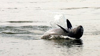 Cambodian leader makes U-turn on dolphin conservation law