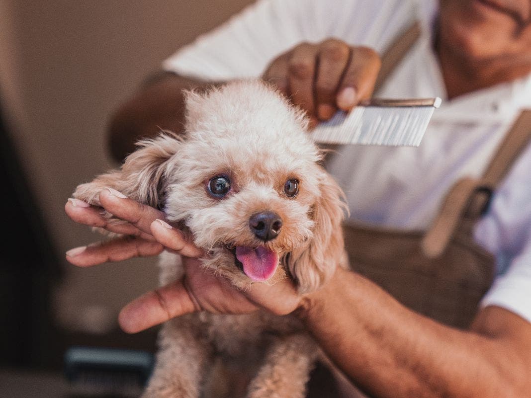 Increased pet grooming at home creates an opportunity for