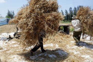 Workers carry grain stocks to a threshing machine as they harvest wheat crop in 6 October village in the Nile Delta province of Al-Baheira, northwest of Cairo May 22, 2014. (Reuters)