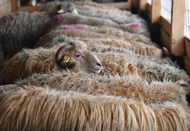 A picture taken on January 15, 2020 shows some of the sheep that were rescued from the cargo ship that capsised in the Black Sea in November, at the shelter of the Arca Animal Rescue and Care association in Peris, near Bucharest. (File photo: AFP)