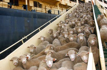 Australian sheep are unloaded from livestock carrier 'Mukairish Alsades' at Shuwaik Port, Kuwait City, Oct. 2, 2003. (File photo: AP)