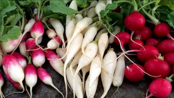 “Beware of Radishes: The Digestive System Warning”