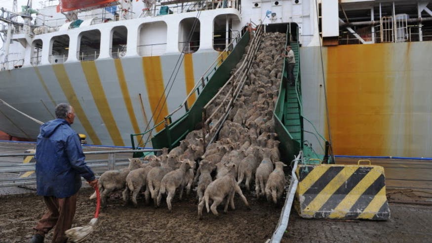 GCC gears up as Australia, N.Zealand sheep export bans shake regional food security