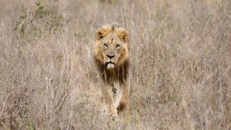 کینیا کے نیشنل سفاری پارک میں 6 شیروں کو ہلاک کر دیا گیا