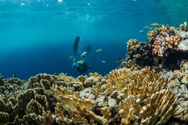 Although smaller in area than The Red Sea, Amaala marine habitats still contain many impressive reefs, with coral cover averaging 21.5 percent and highest cover at any site being 57.2 percent. (Supplied)