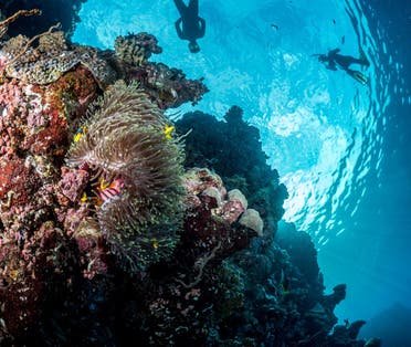 There are thriving coral reef habitats  in The Red Sea and Amaala destination areas. (Supplied)