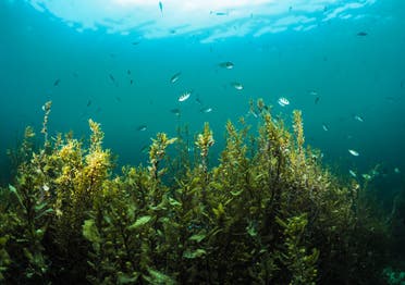 There is clear evidence that the Red Sea area includes important nursery habitats for the species. (Supplied)