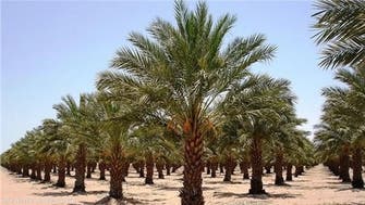 کھجوروں کا سب سے بڑا باغ لگا کر مصر نے گینز بک میں نیا ریکارڈ قائم کر دیا