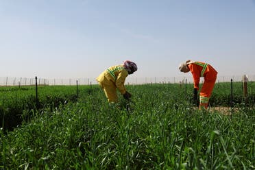 People work at a wheat farm, where a newly launched 400-hectares farm in Sharjah's Mleiha, which has turned a UAE desert into a green land, aims to further expand and reduce imports, in Mleiha area, Sharjah, United Arab Emirates, February 8, 2023. (Reuters)
