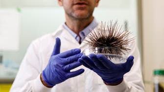 Sea urchins important for coral reef health dying in Red Sea epidemic