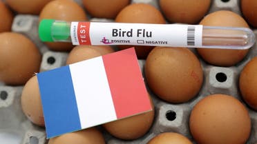 Illustration shows test tube labelled Bird Flu, eggs and France flag. (Reuters)