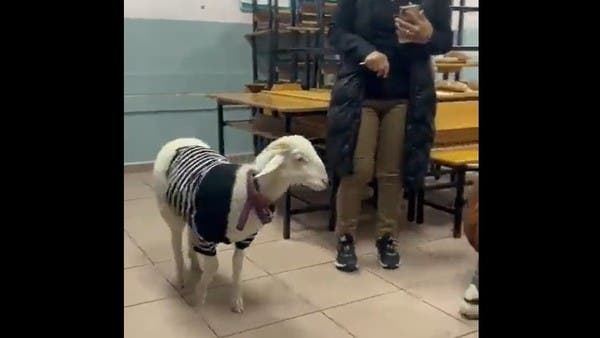شاهد ناخبة تركية تصطحب “خروفاً” إلى مركز الاقتراع!