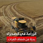 رغم الحرّ وقساوة البيئة.. حقول القمح تنبت في صحراء النجف على مياه الآبار 