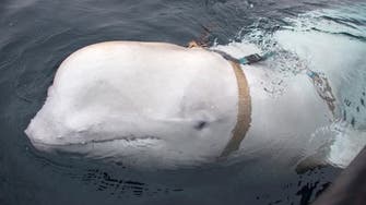 Beluga whale wearing Russian harness swims to Sweden: Norwegian officials