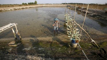 A farmer shows dead fish and dead shrimp on his drought shrimp farm in Mekong delta's Bac Lieu province, Vietnam March 30, 2016. REUTERS/Kham/File Photo