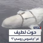 "الحوت الجاسوس" يُسرّع من إبحاره باتجاه سواحل السويد