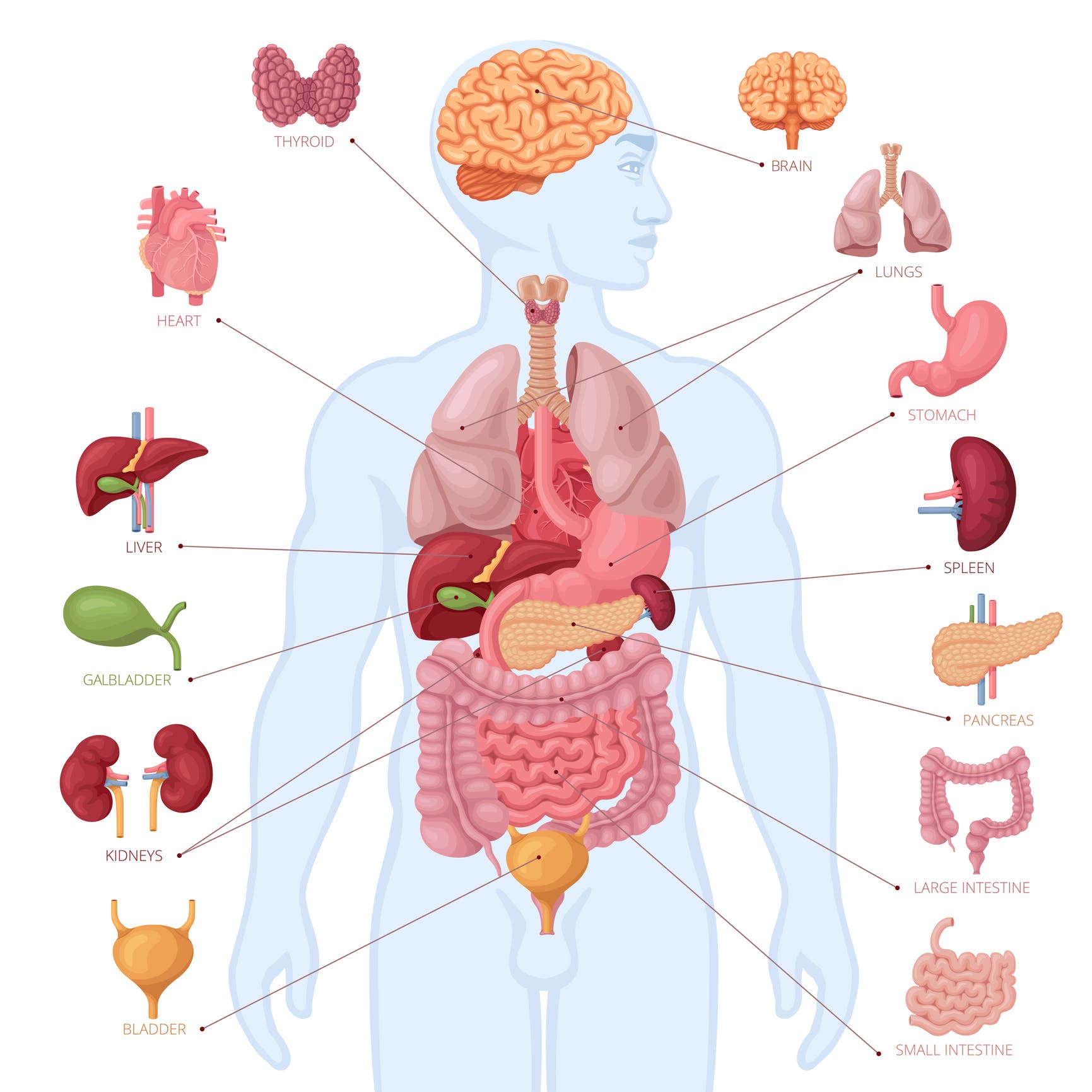 اعضاء الجسم من الداخل: دليل شامل حول بنية الجسم البشري