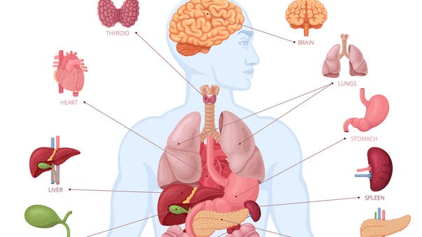 انسانی جسم کے سب سے بھاری حصے کون سے ہیں؟ جواب جان کر آپ حیران رہ جائیں گے