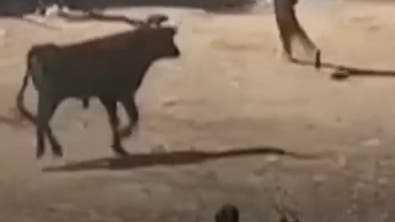 چندین مجروح در مسابقه گاوبازی در پرو