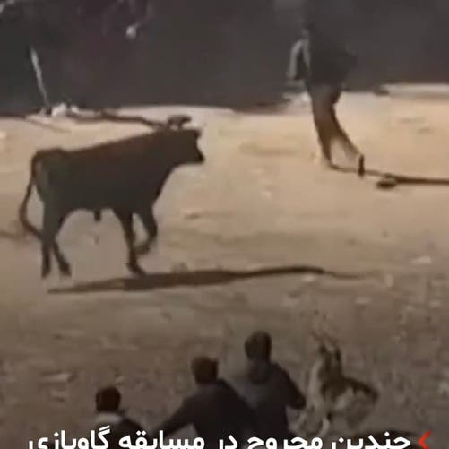 چندین مجروح در مسابقه گاوبازی در پرو