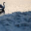 Teens arrested in New York for killing, eating swan 