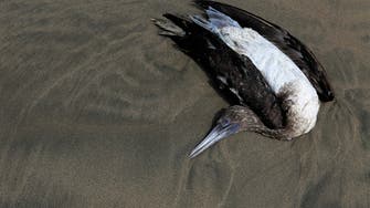  Chile says recent mass seabird death not due to avian flu                     