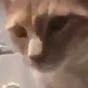 فيديو قاس لشاب عذب قطة ورماها من السطح.. يشعل غضبا بالعراق