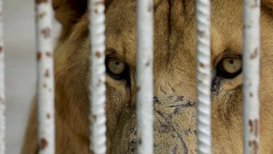 Struggling Gaza zoo: Empty cages amid economic hardship