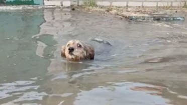 A dog wades across an inundated street amid flooding caused by the Nova Kakhovka dam collapse, in Kherson, Ukraine June 6, 2023 in this screen grab obtained from a social media video. (Reuters)