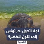 مياه البحرِ في تونس تتحوّل إلى اللون الأخضرِ وسط جدل واسع.. ما السبب؟