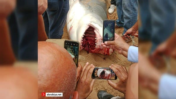 Russian Marine Biologist Reveals Shocking Precedents to Recent Shark Attack in Egypt