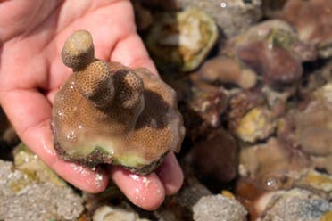 A young fragment of coral harvested from a nursery is shown off the coast of Abu Dhabi, United Arab Emirates, Thursday, May 25, 2023. (AP)