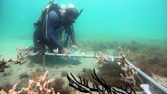 Restoring corals in Abu Dhabi: Marine scientists working to revive colorful reefs
