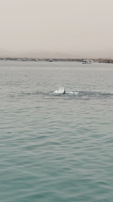 القرش الذي هاجم السائح الروسي في الغردقة (رويترز)