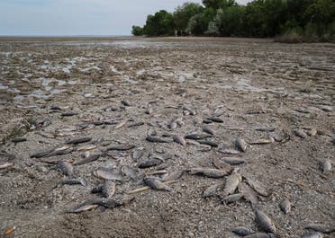 أسماك ميتة شوهدت في قاع خزان نوفا كاخوفكا في 7 يونيو في قرية ماريانسكي. (رويترز)