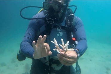 PADI Course Director Amr Anwar shows a piece of coral in Dubai, United Arab Emirates, June 4, 2023. (AP)