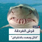 من نوع النمر ومهدد بالانقراض.. معلومات عن القرش الذي التهم سائحاً روسياً