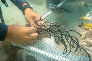 In this frame from video, PADI Course Director Amr Anwar installs coral to a net fixed to the sea bed to replant it in Dubai, United Arab Emirates, June 4, 2023. (AP)